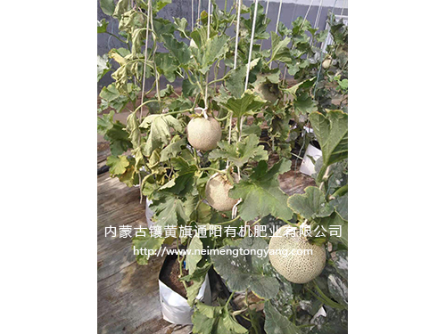 網(wǎng)紋瓜（日本品種）