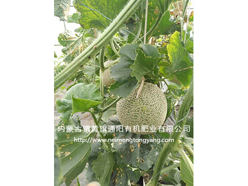 網(wǎng)紋瓜（日本品種）